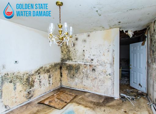 Mold Removal at Porter Ranch: Why You Should Hire a Professional Service