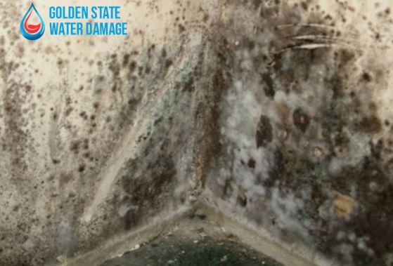 Clearing the Air: Tackling Mold Removal in Agoura Hills