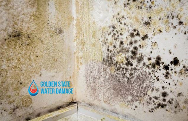 Understanding Mold Remediation and Its Importance in Shadow Hills