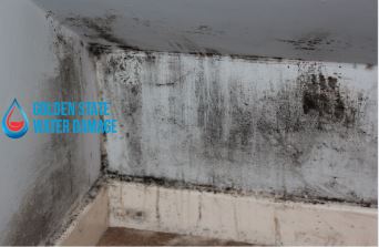 Mold Remediation in La Crescenta and Montrose: Understanding the Importance, Process, and Benefits