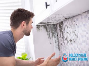 Mold Removal in La Crescenta and Montrose: Tips and Best Practices