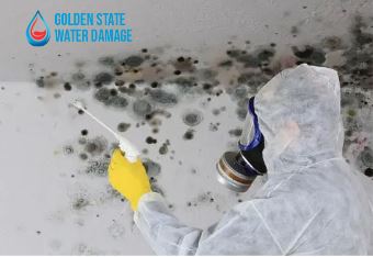 Prevention is Key: A Guide to Mold Removal and Prevention in Bel Air