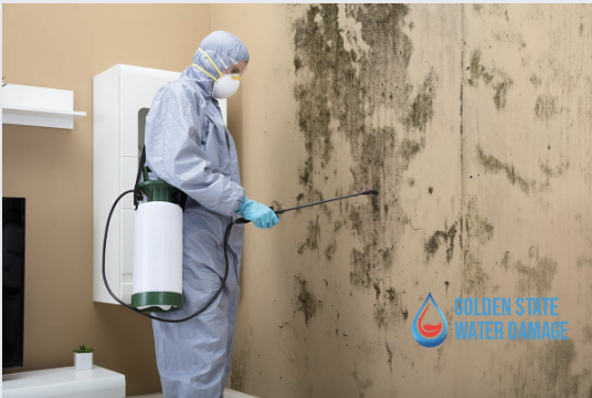Efficient Mold Removal in Malibu: The Importance of Hiring a Professional Company