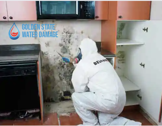 Protecting Your Home and Health: Why Professional Mold Remediation is a Necessity in Malibu