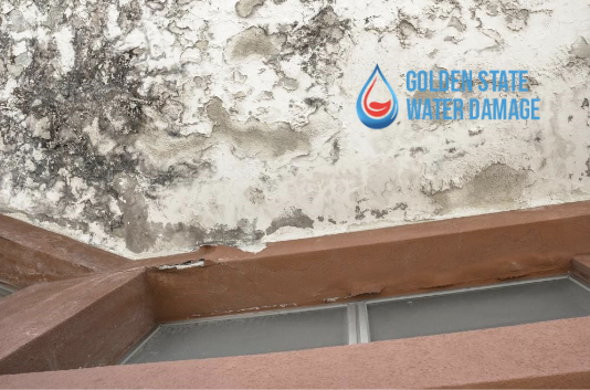 Don’t Let Mold Take Over: The Importance of Timely Mold Remediation in Manhattan Beach