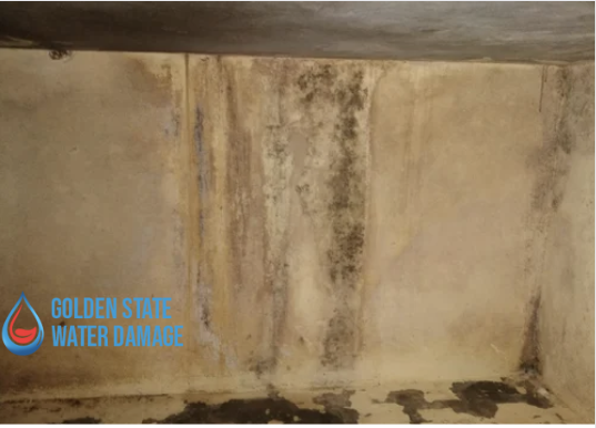 Mold Remediation in Redondo Beach: Protecting Your Home and Health