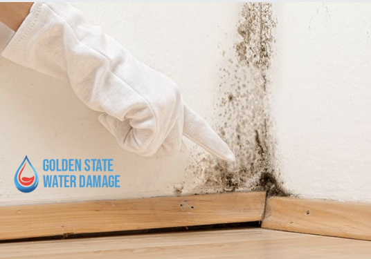 The Deadly Menace Lurking in Your Home: How Mold Remediation in Palos Verdes Estates Can Save Your Life
