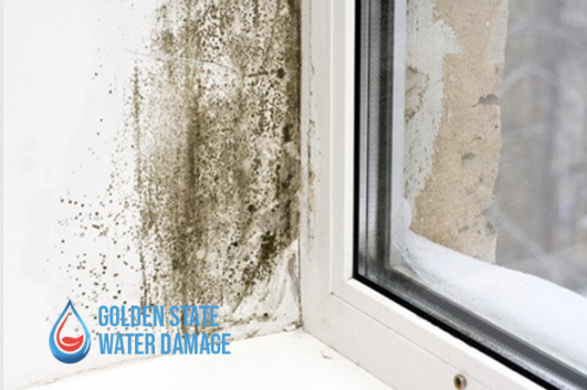 Mold Remediation in Rolling Hills Estates: Protecting Your Health and Home