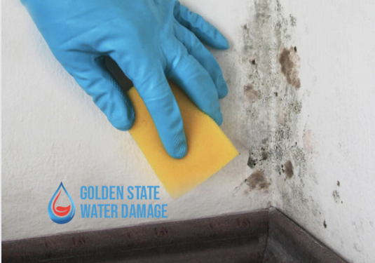 Mold Specialists in San Fernando Valley: Services, Benefits, and How to Choose the Right One for Your Needs