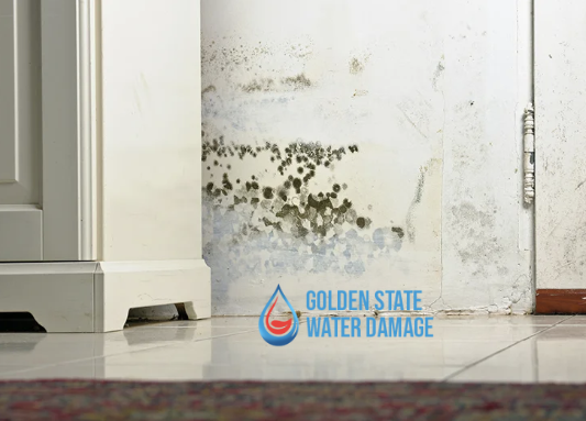 Mold Removal in Westlake Village: Tips and Tricks for a Mold-Free Home