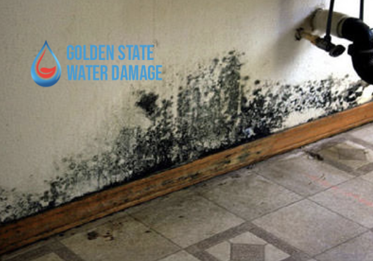 Mold Inspection in San Fernando Valley: Why it’s Important and How it Works