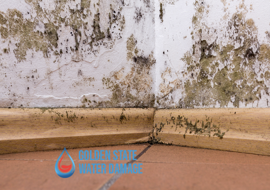 Mold Abatement in San Fernando Valley: What it Means and How to Find the Best Services