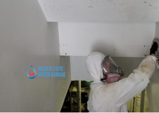 Mold Remediation and Prevention in Woodland Hills: How to Combat Mold Growth